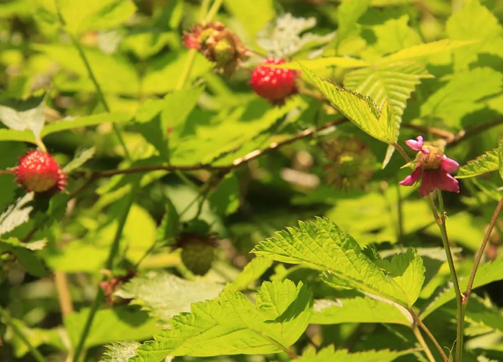 Salmonberry (Rubus Spectabilis) — making it an attractive choice for naturalistic landscape designs