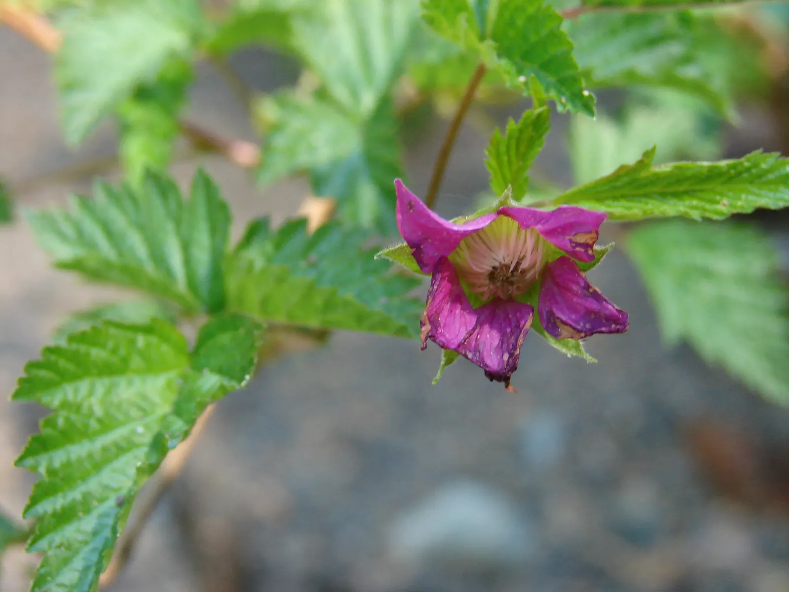 Salmonberry (Rubus Spectabilis) — Regular pruning may be required to maintain desired boundaries and shape within the landscape; hardiness zones 5, image 75