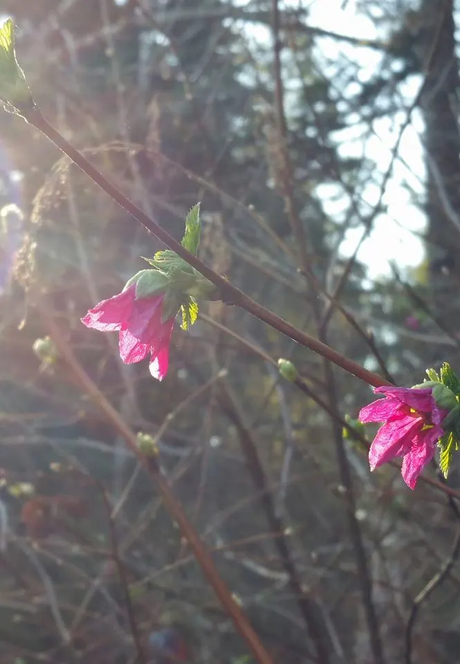Salmonberry (Rubus Spectabilis) — well-drained soil in partial to full shade; shrub with lavender and pink blooms, image 56