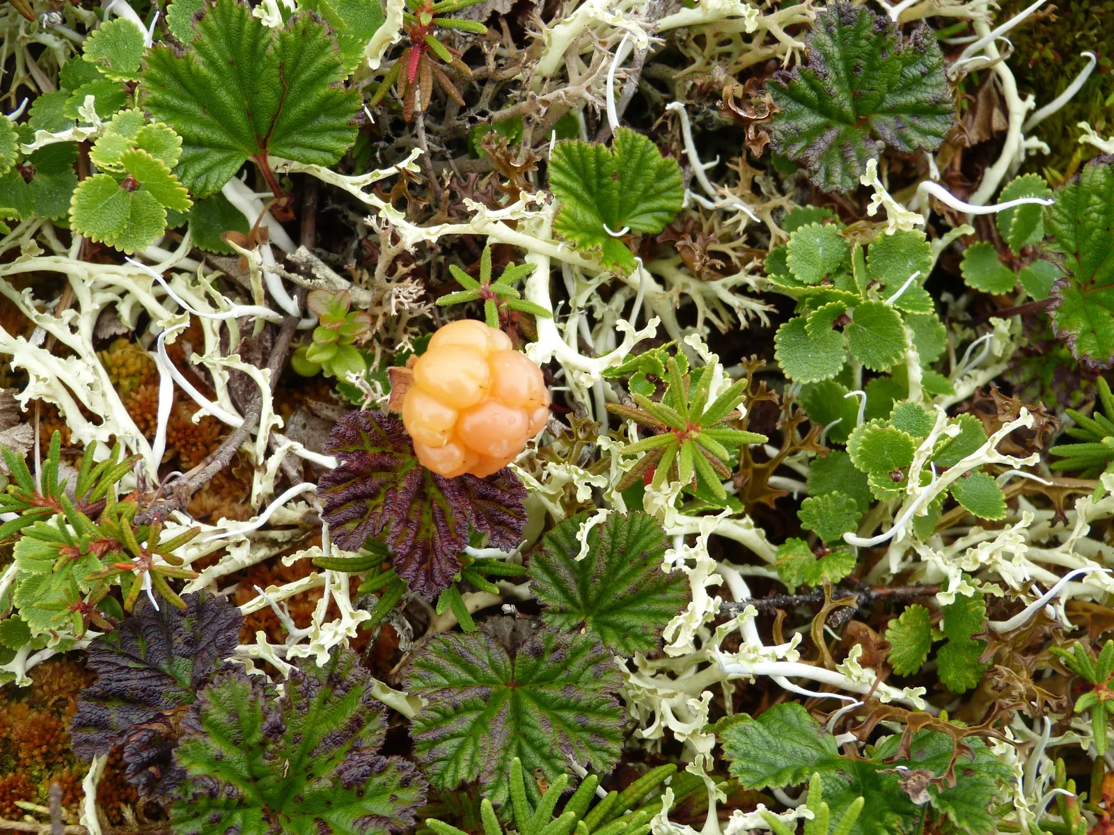 Salmonberry (Rubus Spectabilis) — consider its natural growth habit and potential to spread
