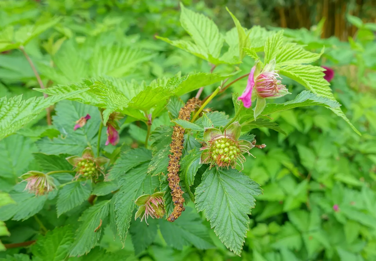 Salmonberry (Rubus Spectabilis) — lavender and pink flowers in the garden; embodies a delightful addition to any naturalistic or woodland garden, image 76