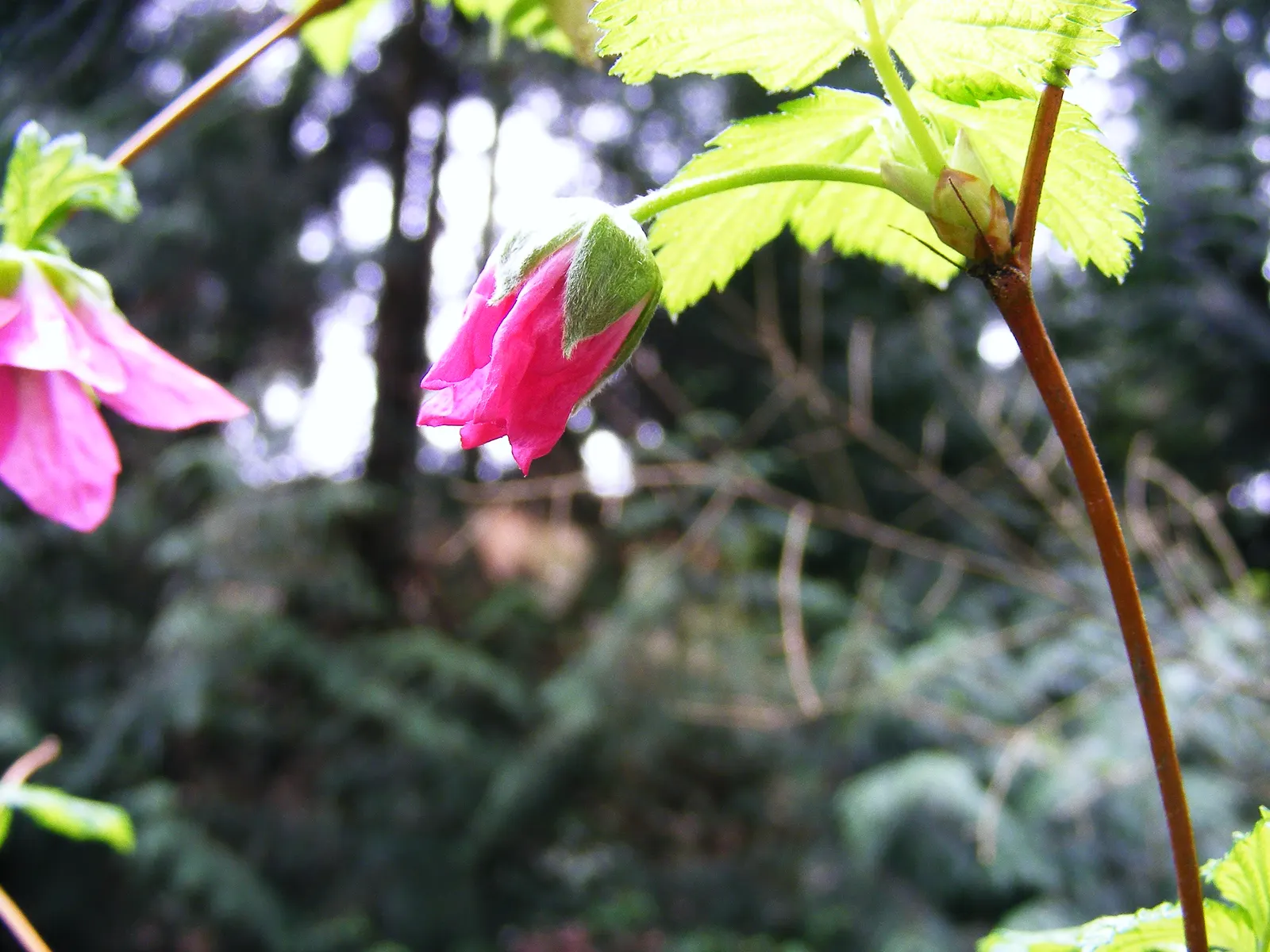 Salmonberry (Rubus Spectabilis) — embodies a delightful addition to any naturalistic or woodland garden design; with the botanical moniker Rubus spectabilis