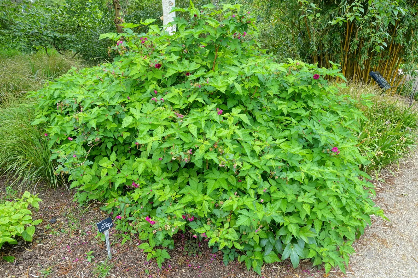 Salmonberry (Rubus Spectabilis) — Salmonberry's lush foliage adds a vibrant green backdrop; flourishing in USDA hardiness zones 5 through 9, image 84