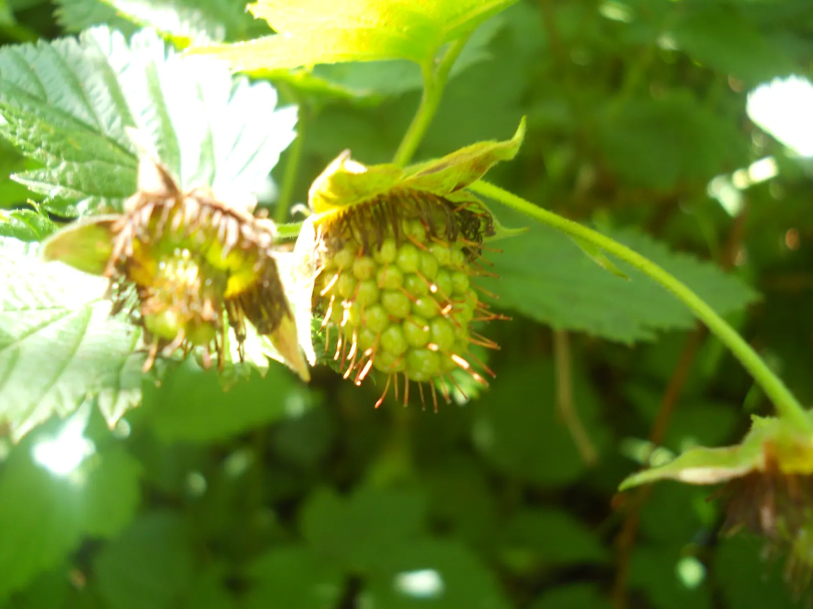 Salmonberry (Rubus Spectabilis) — These fruits are a delicacy to both humans and wildlife; salmonberries possess an ecological value, image 70