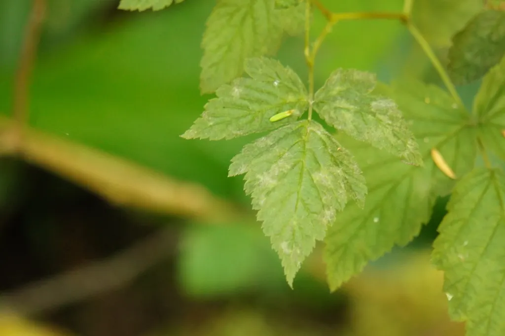 Salmonberry (Rubus Spectabilis) — Salmonberry (Rubus spectabilis) is a deciduous shrub thriving in U.S; well-drained soil in partial to full shade