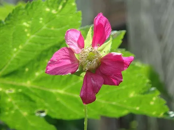 Salmonberry (Rubus Spectabilis) — consider its natural growth habit and potential to spread; when incorporating Rubus spectabilis into a garden design