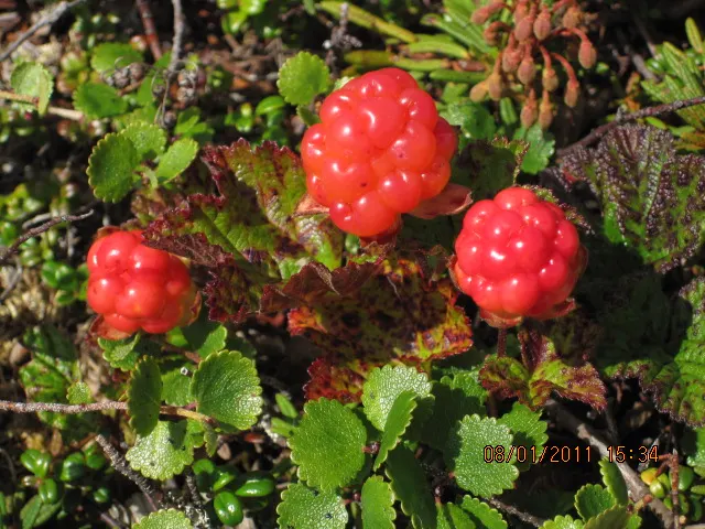 Salmonberry (Rubus Spectabilis) — making it an attractive choice for naturalistic landscape designs; serving as a nectar source for pollinators and sustenance