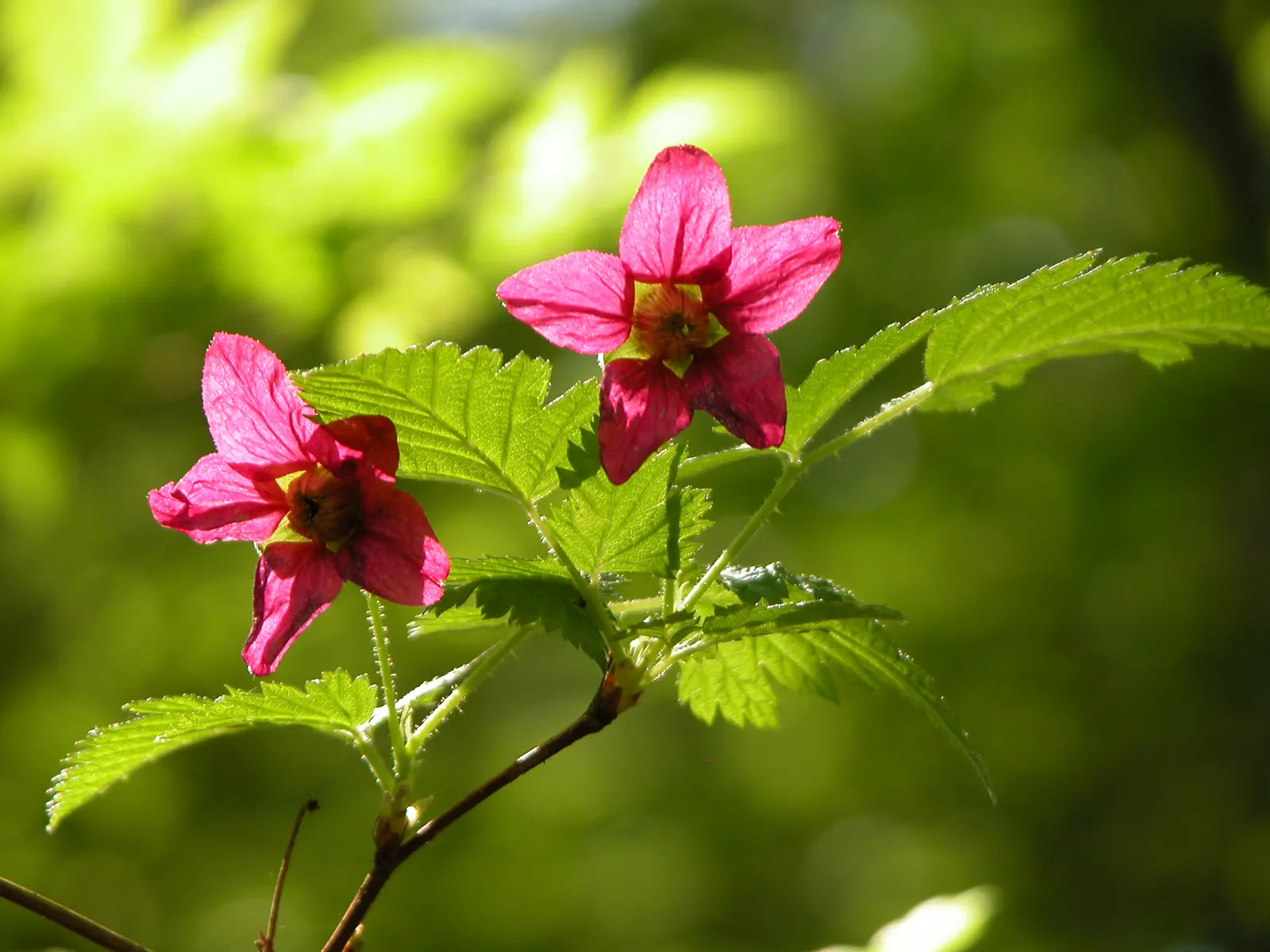 Salmonberry (Rubus Spectabilis) — Its fruit ripens midsummer, offering a treat for wildlife and humans; salmonberry's lush foliage adds a vibrant green backdrop