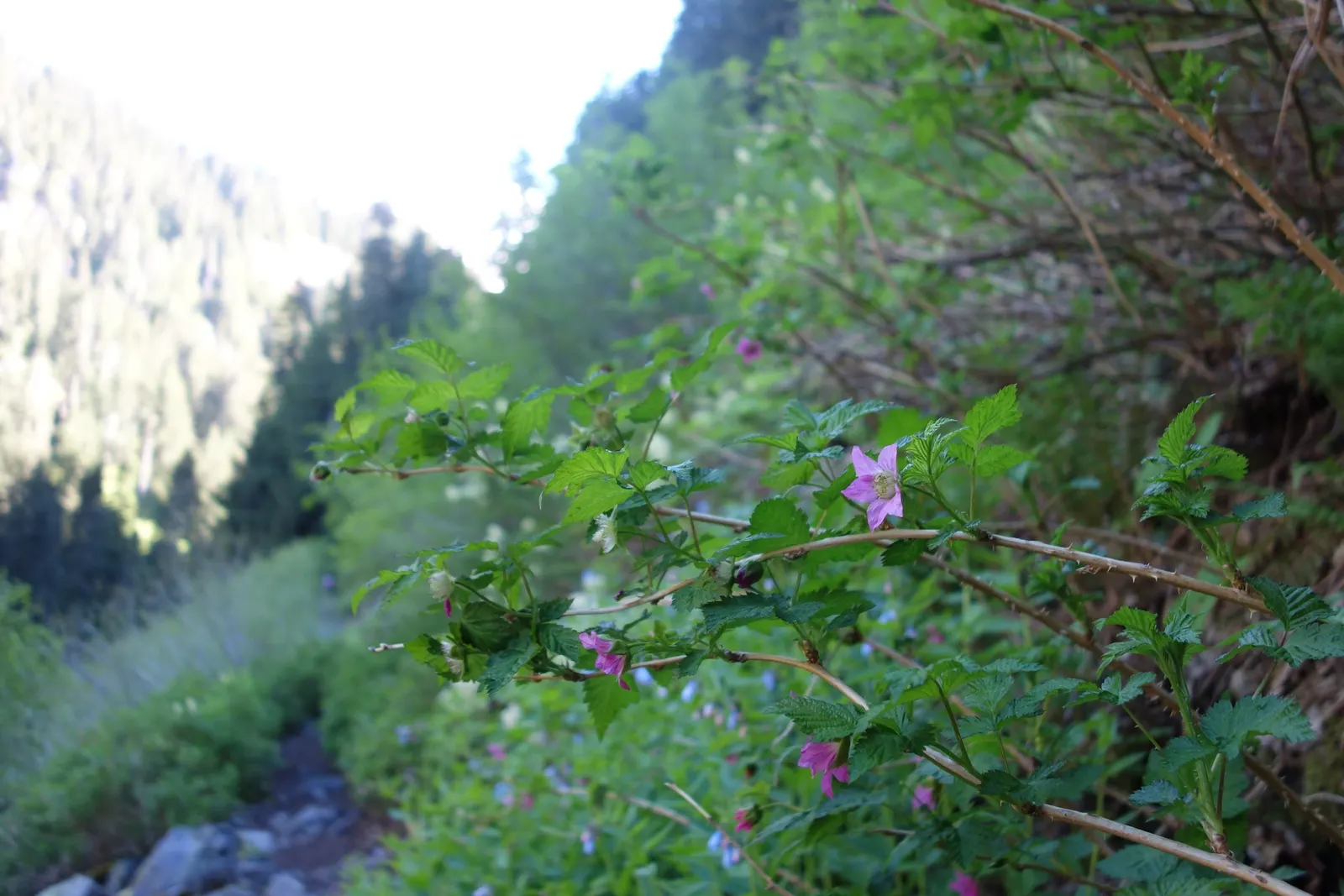Salmonberry (Rubus Spectabilis) — The plant's arching stems boast a golden hue when young and may exhibit small thorns; known for its pink blossoms, image 64
