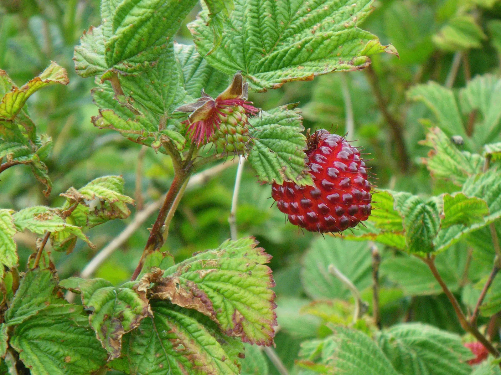 Salmonberry (Rubus Spectabilis) — Flourishing in USDA hardiness zones 5 through 9
