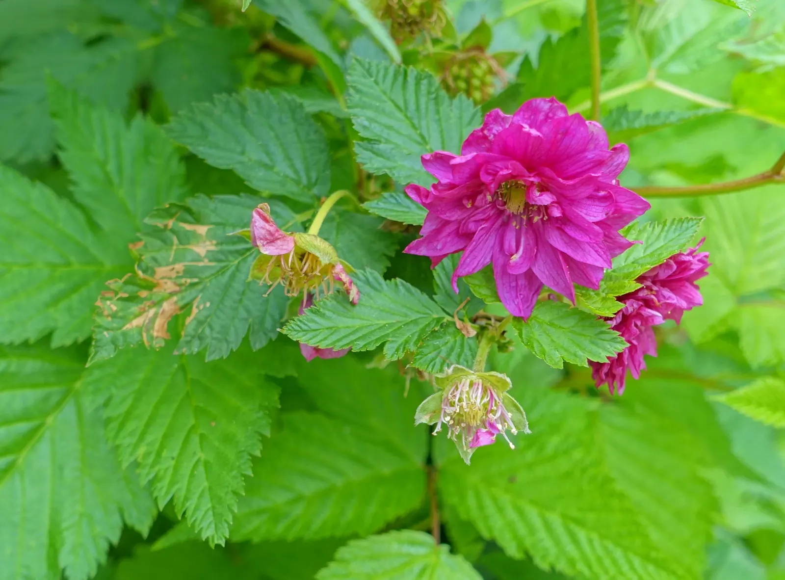 Salmonberry (Rubus Spectabilis) — Salmonberries demand moist; the berries, resemblant in shape to raspberries, transition from yellow to an, image 92
