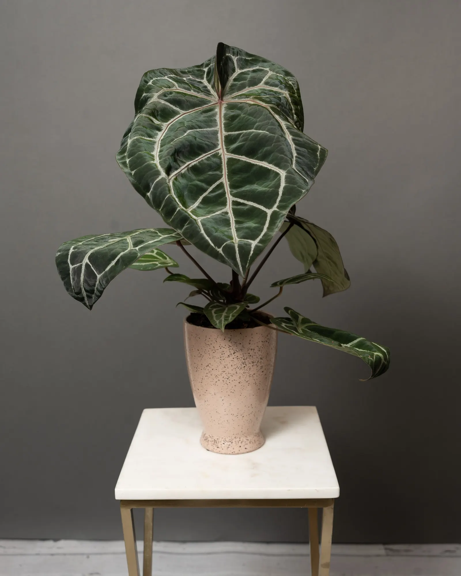 Michelle™ Velvet Leaf Anthurium (Anthurium hybrid) — The Anthurium hybrid is a tropical houseplant with velvety