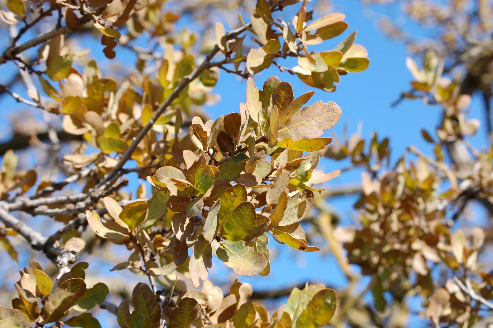 Blue Oak (Quercus Douglasii) — offering an attractive contrast to its blue-green leaves.<br><br>As a landscape architect