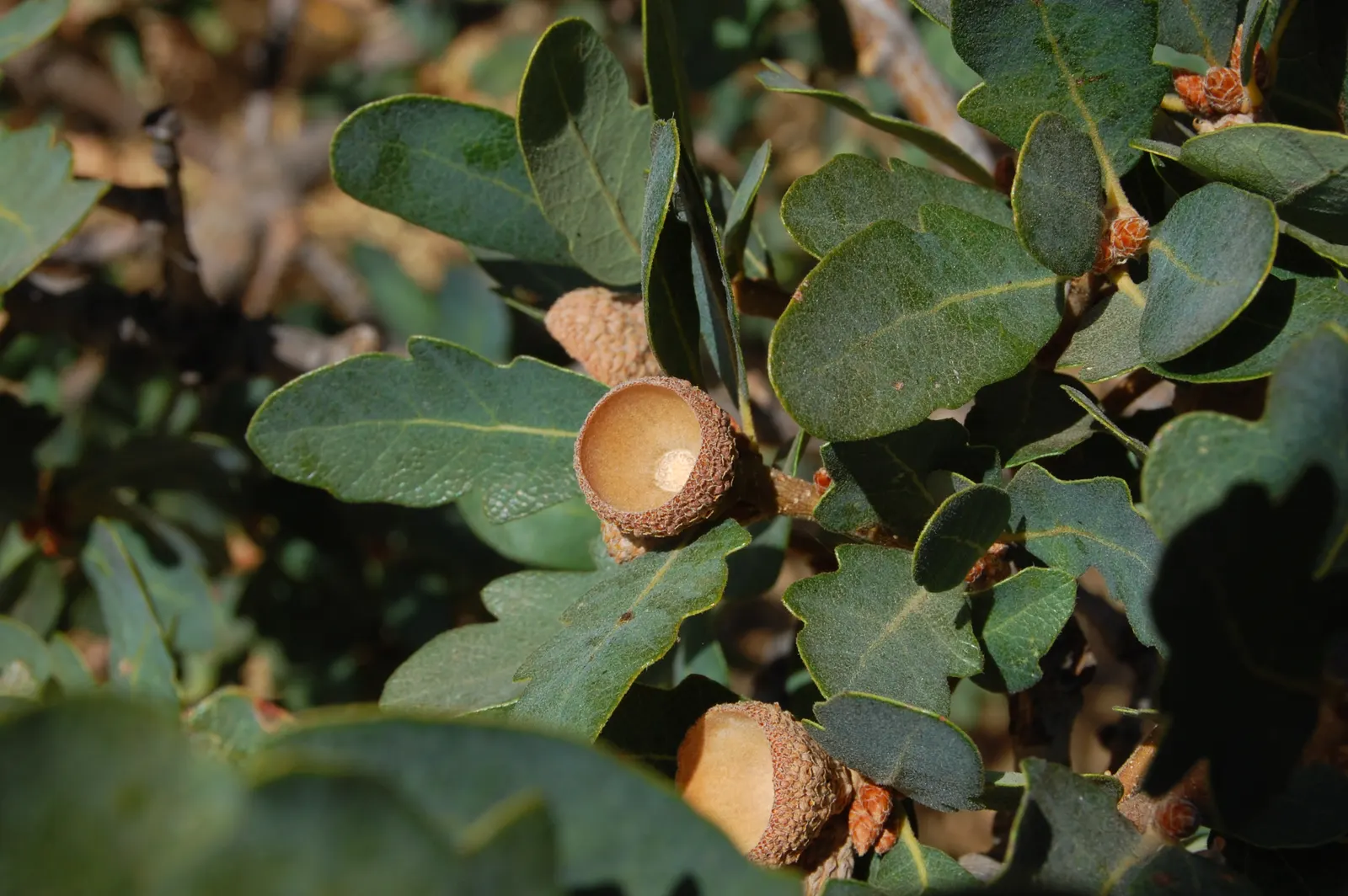 Blue Oak (Quercus Douglasii) — Typically growing to heights of 30-80 feet with a canopy spread of equally wide proportions; it's important to recognize that