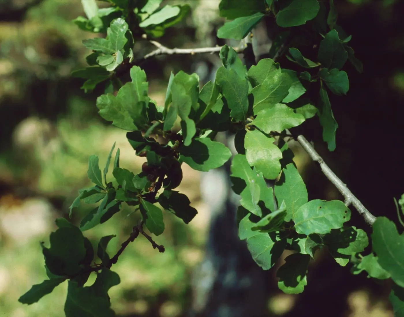 Blue Oak (Quercus Douglasii) — Drought-tolerant once established; tree for full