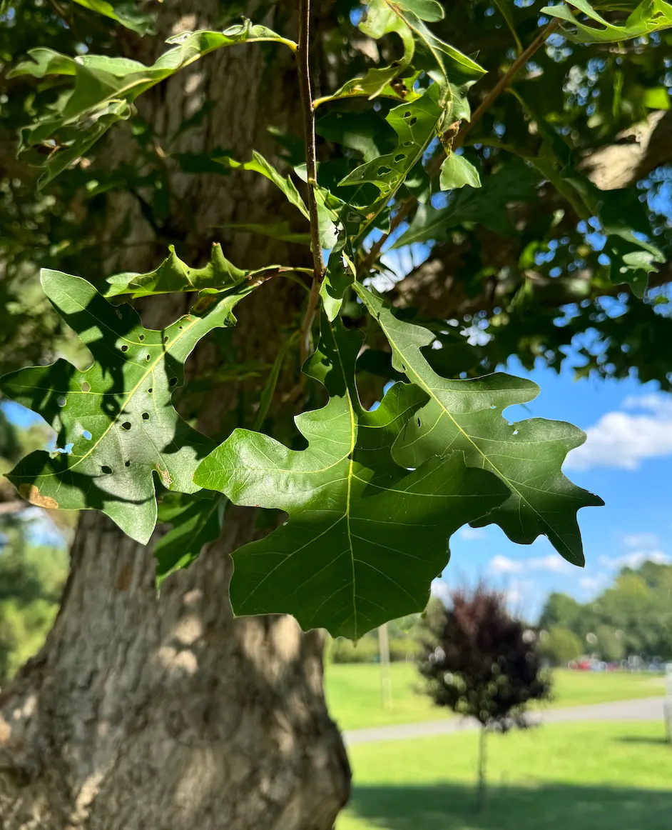 Blue Oak (Quercus Douglasii) — offering stunning fall color and acorns for local wildlife in USDA zones 7-9; during the fall, the foliage, image 56