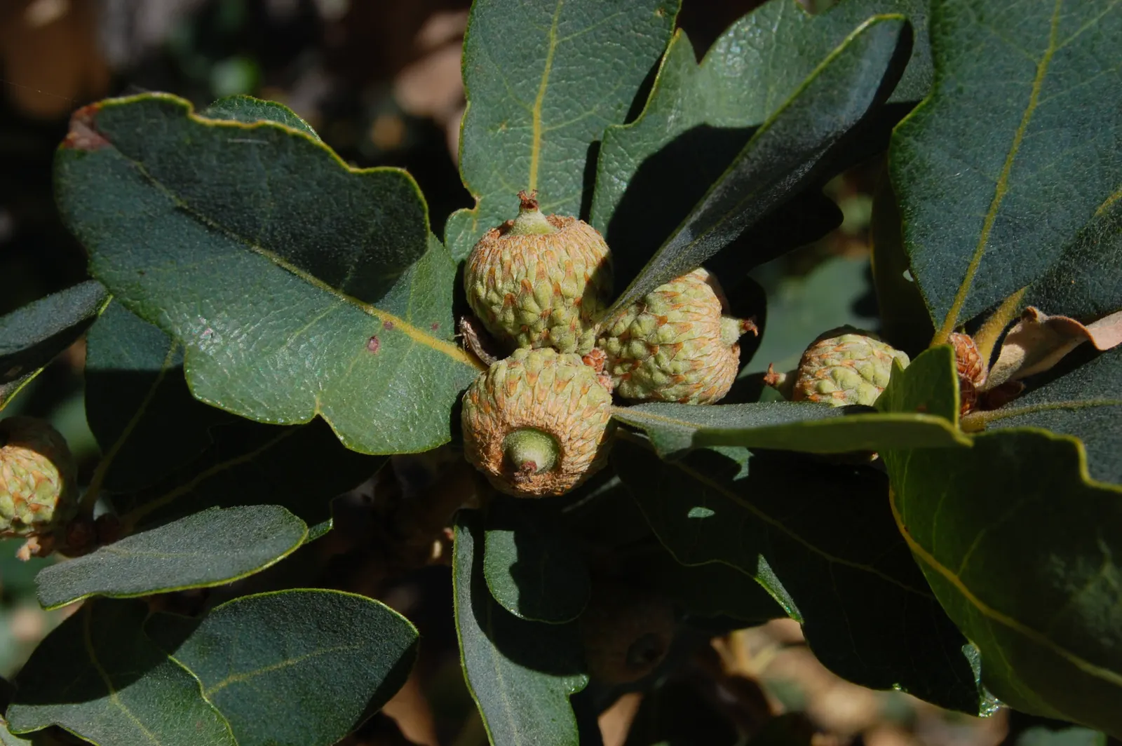 Blue Oak (Quercus Douglasii) — which provide food for local wildlife