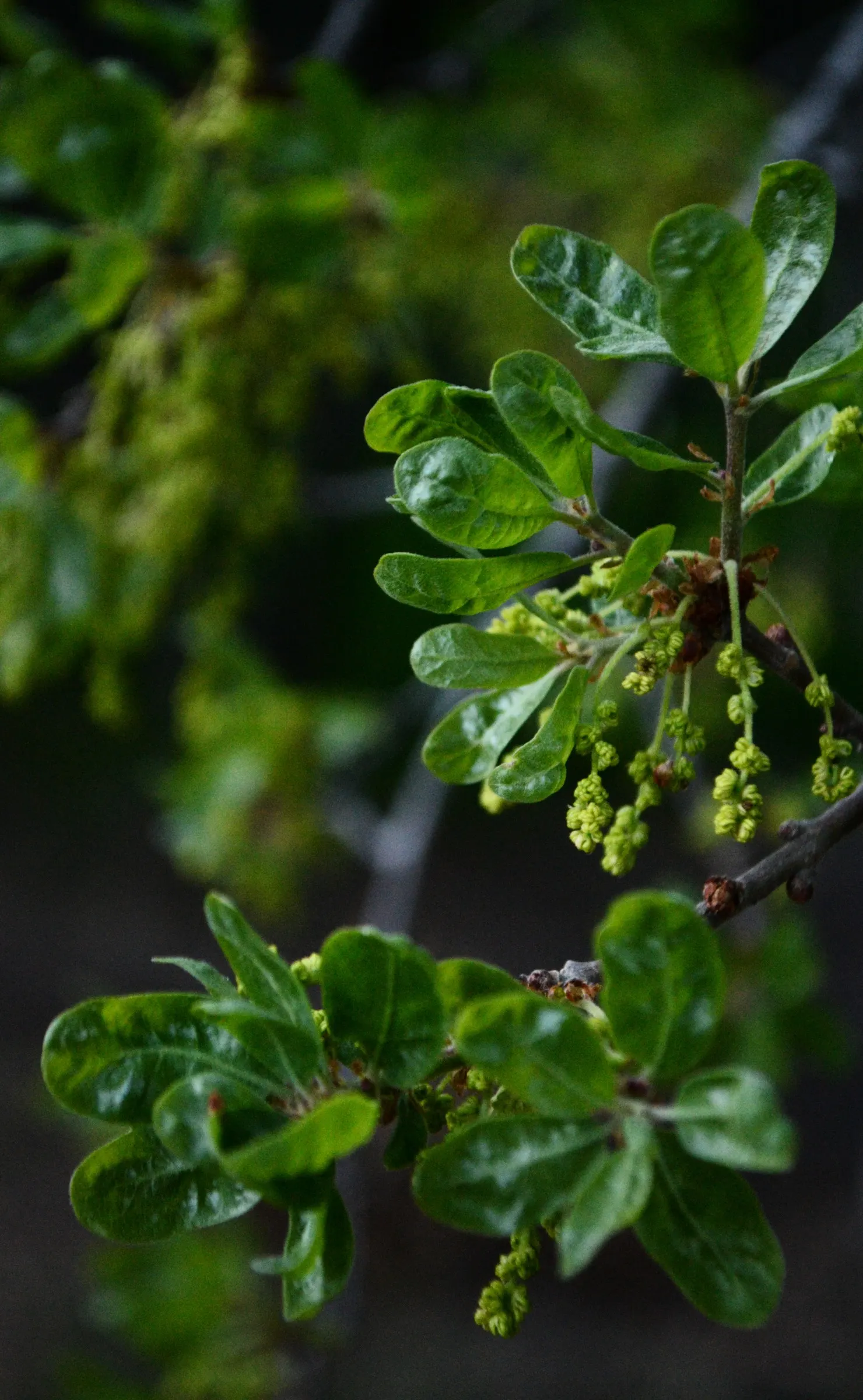 Blue Oak (Quercus Douglasii) — Drought-tolerant once established