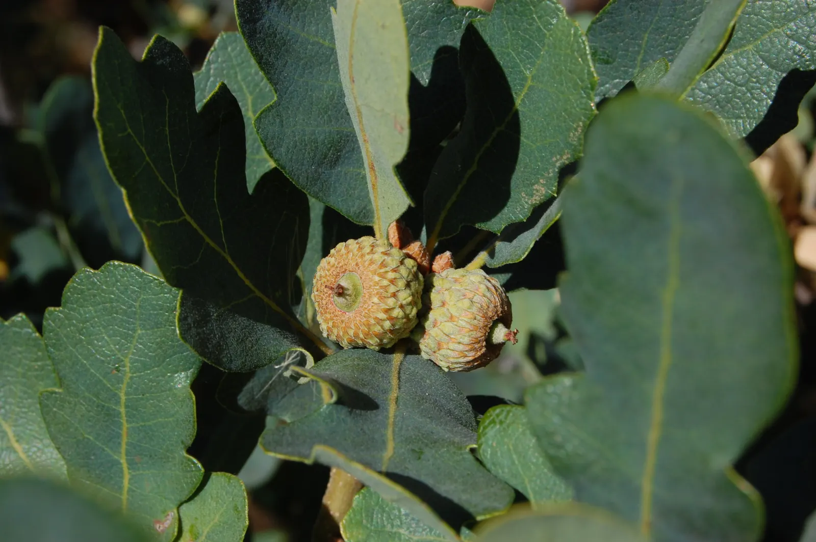 Blue Oak (Quercus Douglasii) — the Blue Oak gets its name from the bluish tinge of its leathery; offering stunning fall color and acorns for local wildlife in