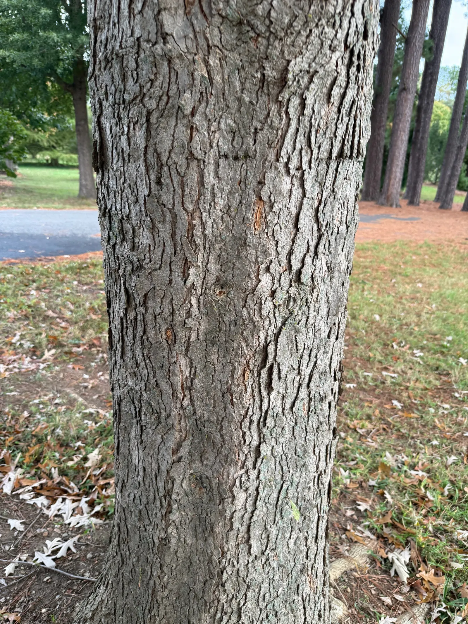 Blue Oak (Quercus Douglasii) — reducing the necessity for frequent irrigation.<br><br>When incorporating this tree into a design; it's a low-maintenance choice