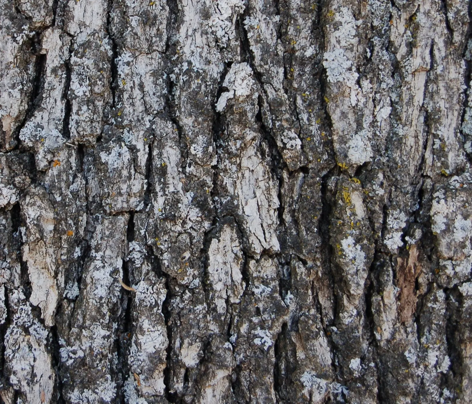 Blue Oak (Quercus Douglasii) — making it ideal for Mediterranean or drought-prone regions; low-maintenance tree with seasonal interest