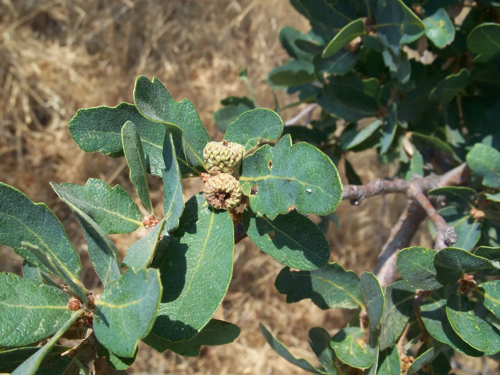 Blue Oak (Quercus Douglasii) — the Blue Oak is an excellent choice that offers both beauty and resilience