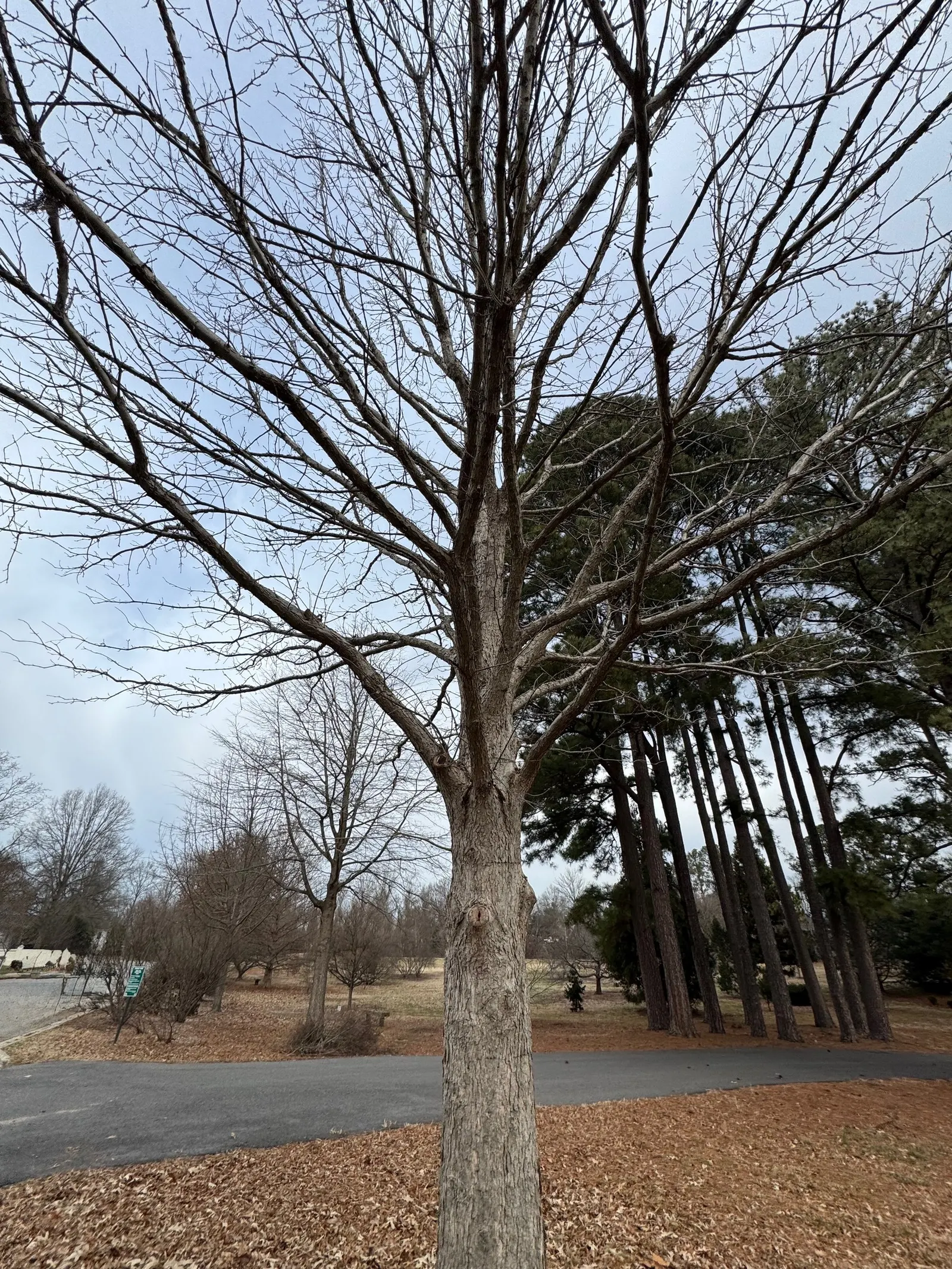 Blue Oak (Quercus Douglasii) — Typically growing to heights of 30-80 feet with a canopy spread of equally wide proportions
