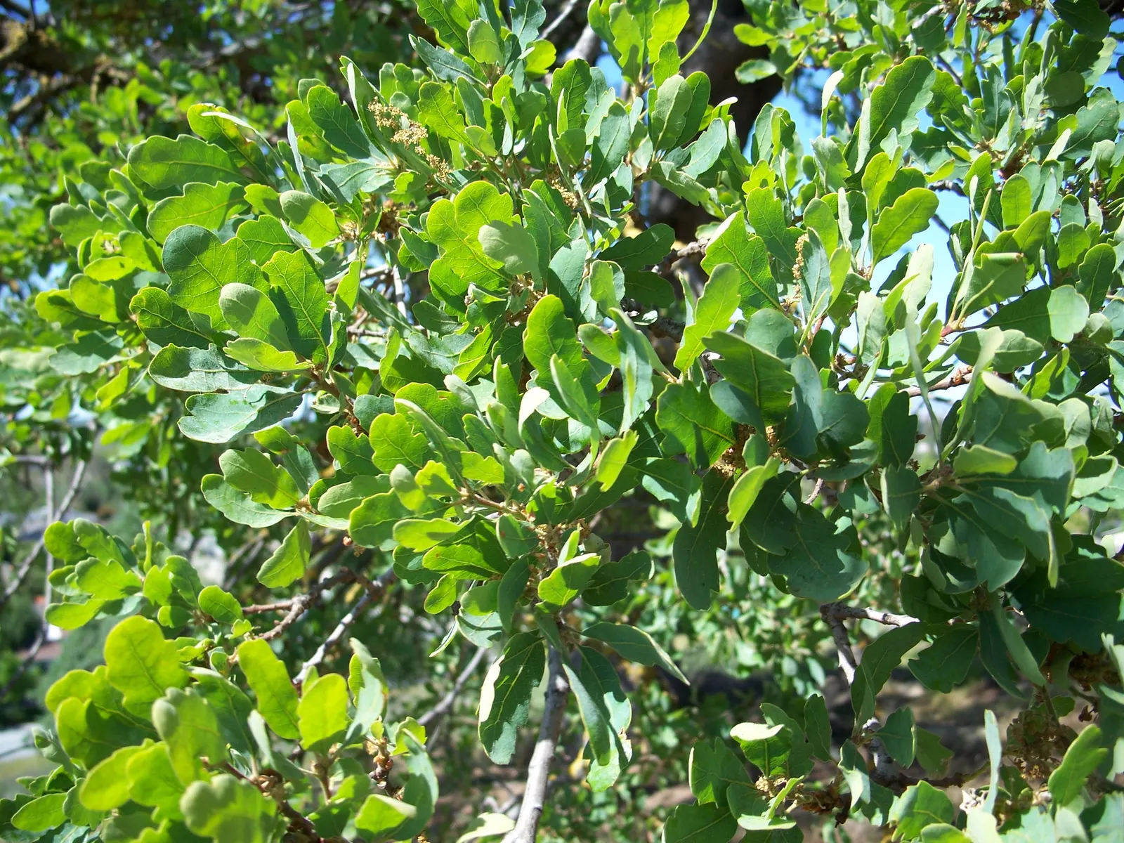 Blue Oak (Quercus Douglasii) — is a distinctive and valuable addition to any landscape design that suits its temperate requirements; its canopy spreads 30-50