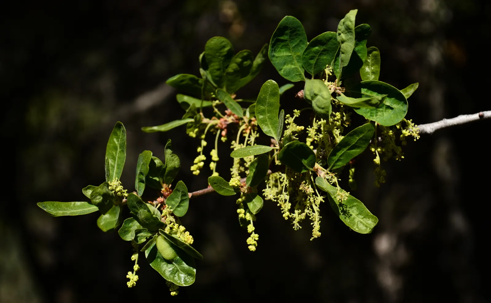 Blue Oak (Quercus Douglasii) — Its canopy spreads 30-50 feet, providing dense shade and habitat value