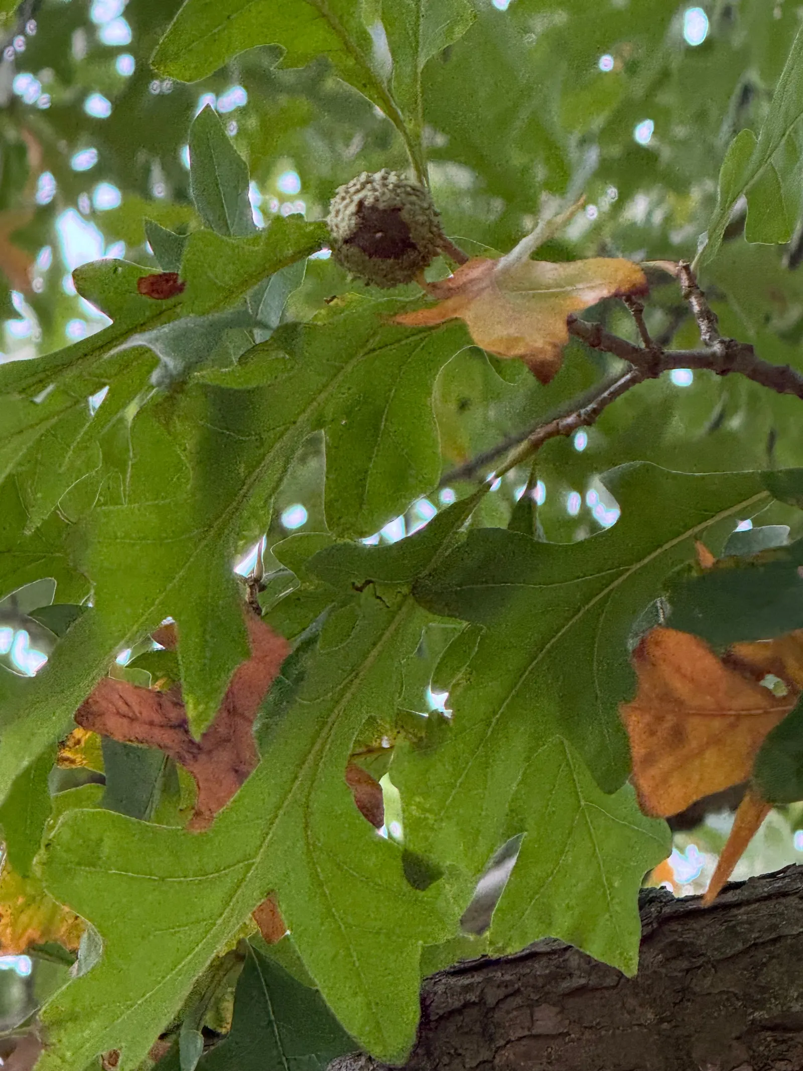 Blue Oak (Quercus Douglasii) — Its canopy spreads 30-50 feet, providing dense shade and habitat value; making it ideal for Mediterranean or, image 53
