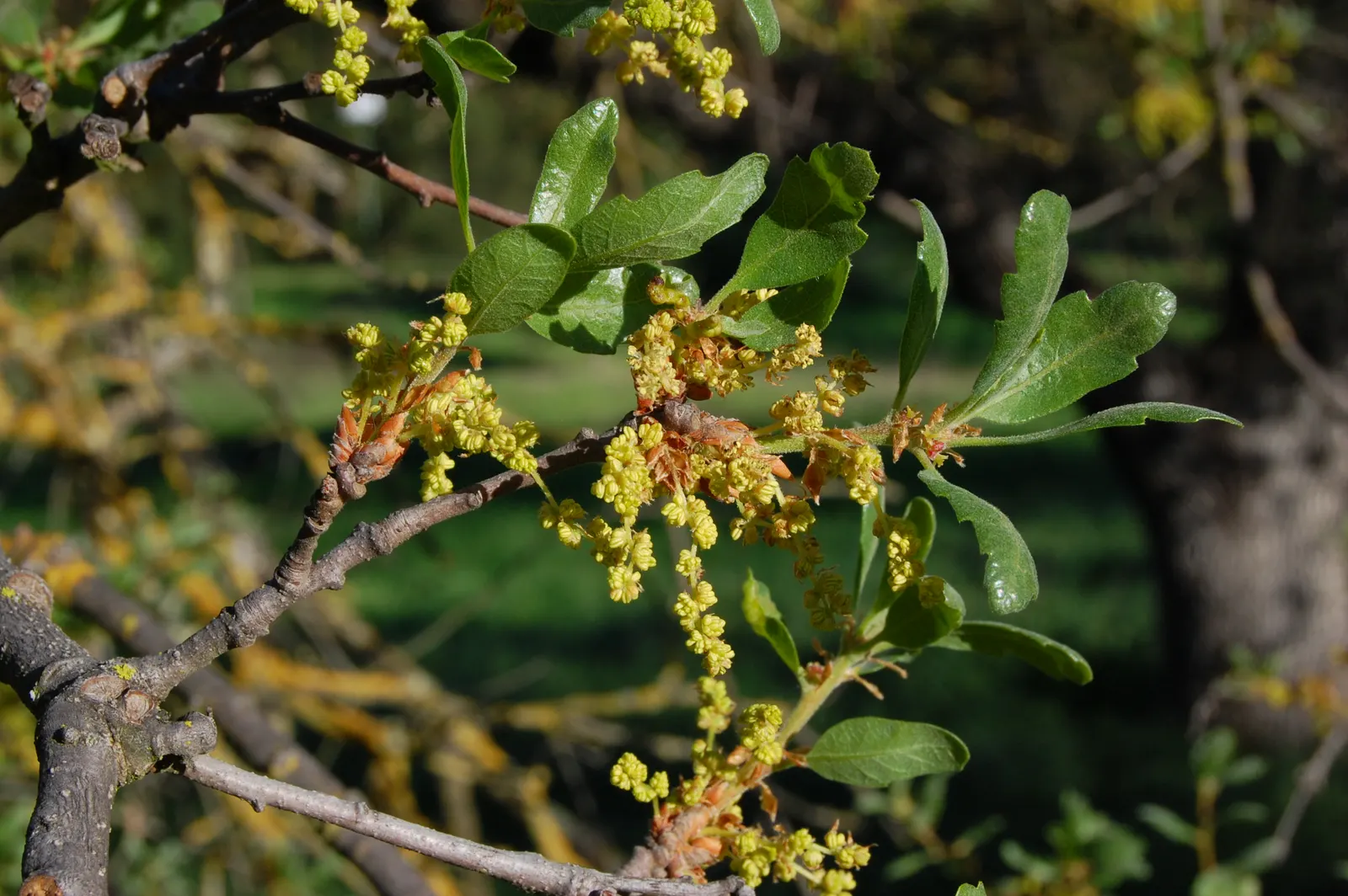 Blue Oak (Quercus Douglasii) — it offers ample shade in spacious garden designs.<br><br>Notably; the Blue Oak is an excellent choice that offers both beauty