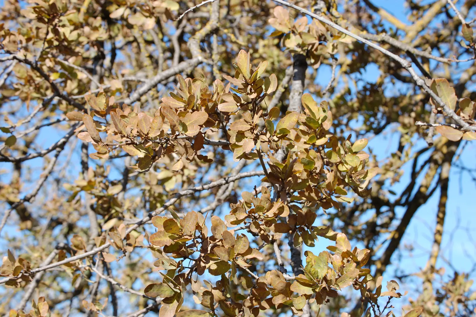 Blue Oak (Quercus Douglasii) — making it ideal for Mediterranean or drought-prone regions