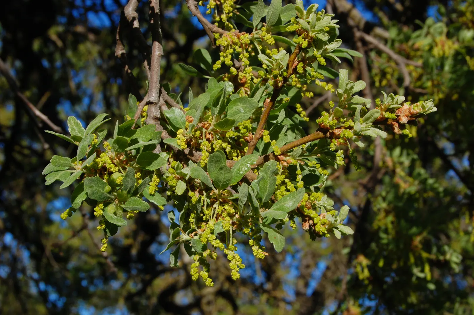 Blue Oak (Quercus Douglasii) — Renowned for its bluish-gray leaves, this hardy oak thrives in dry, rocky soils, reaching 20-50 feet in height; it offers ample