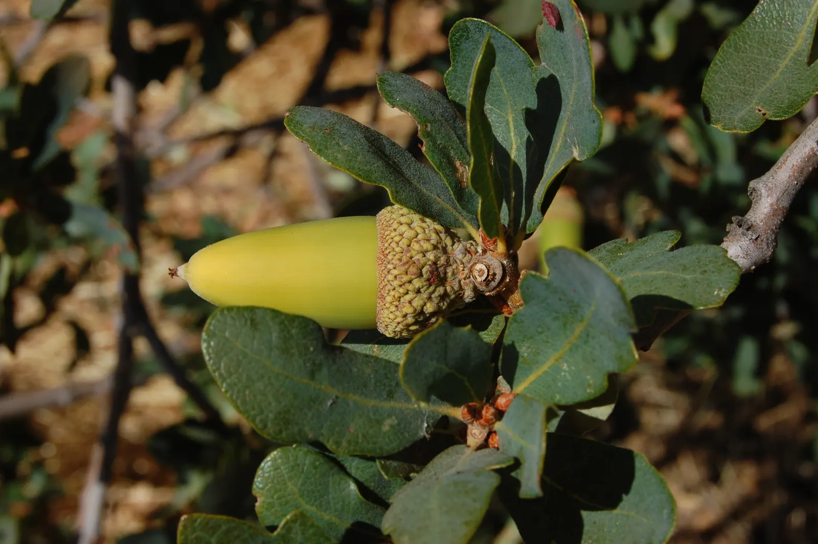 Blue Oak (Quercus Douglasii) — offering stunning fall color and acorns for local wildlife in USDA zones 7-9; during the fall, the foliage transitions to a