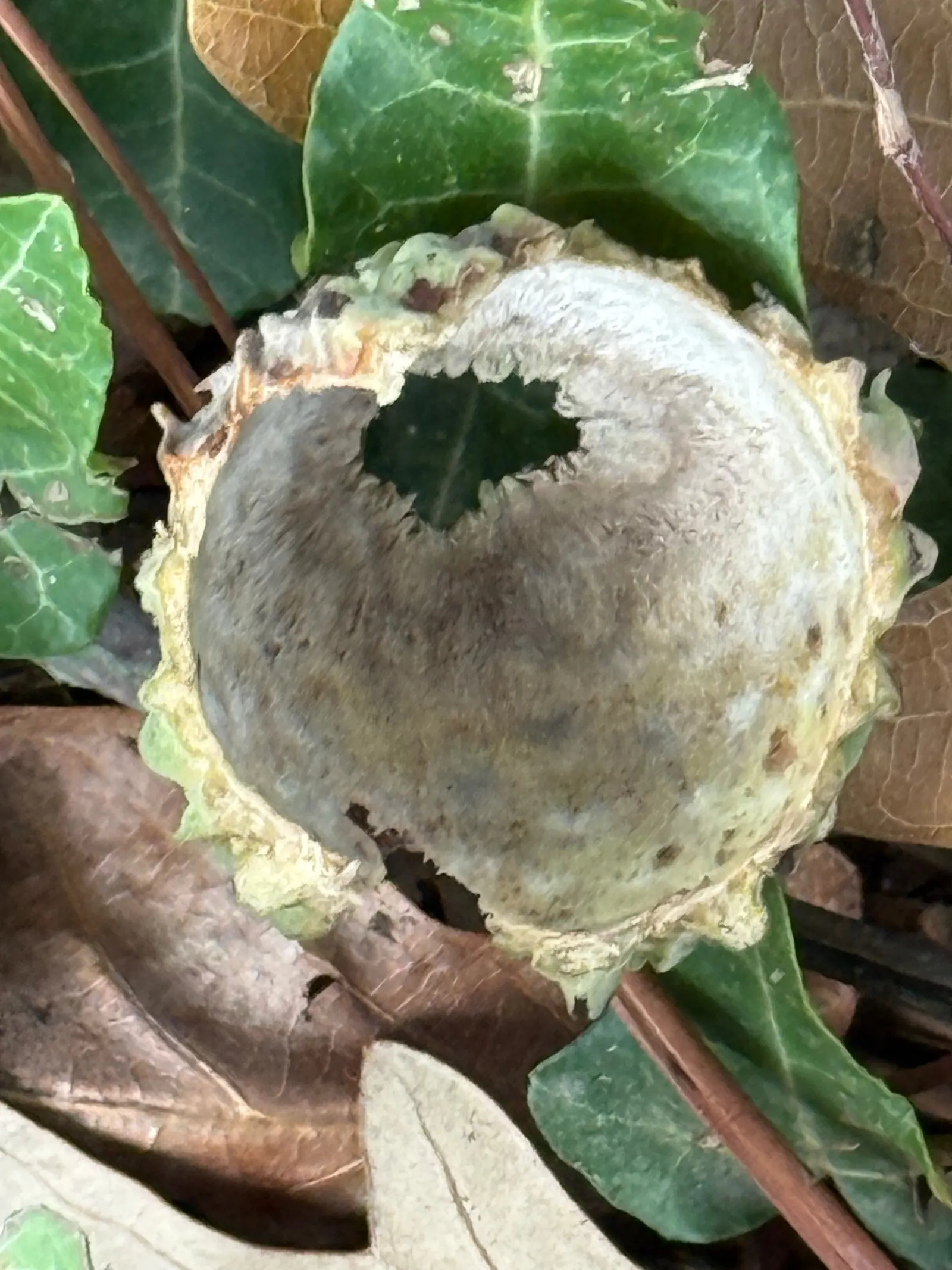 Blue Oak (Quercus Douglasii) — it's a low-maintenance choice for naturalistic designs; commonly known as the Blue Oak, image 55
