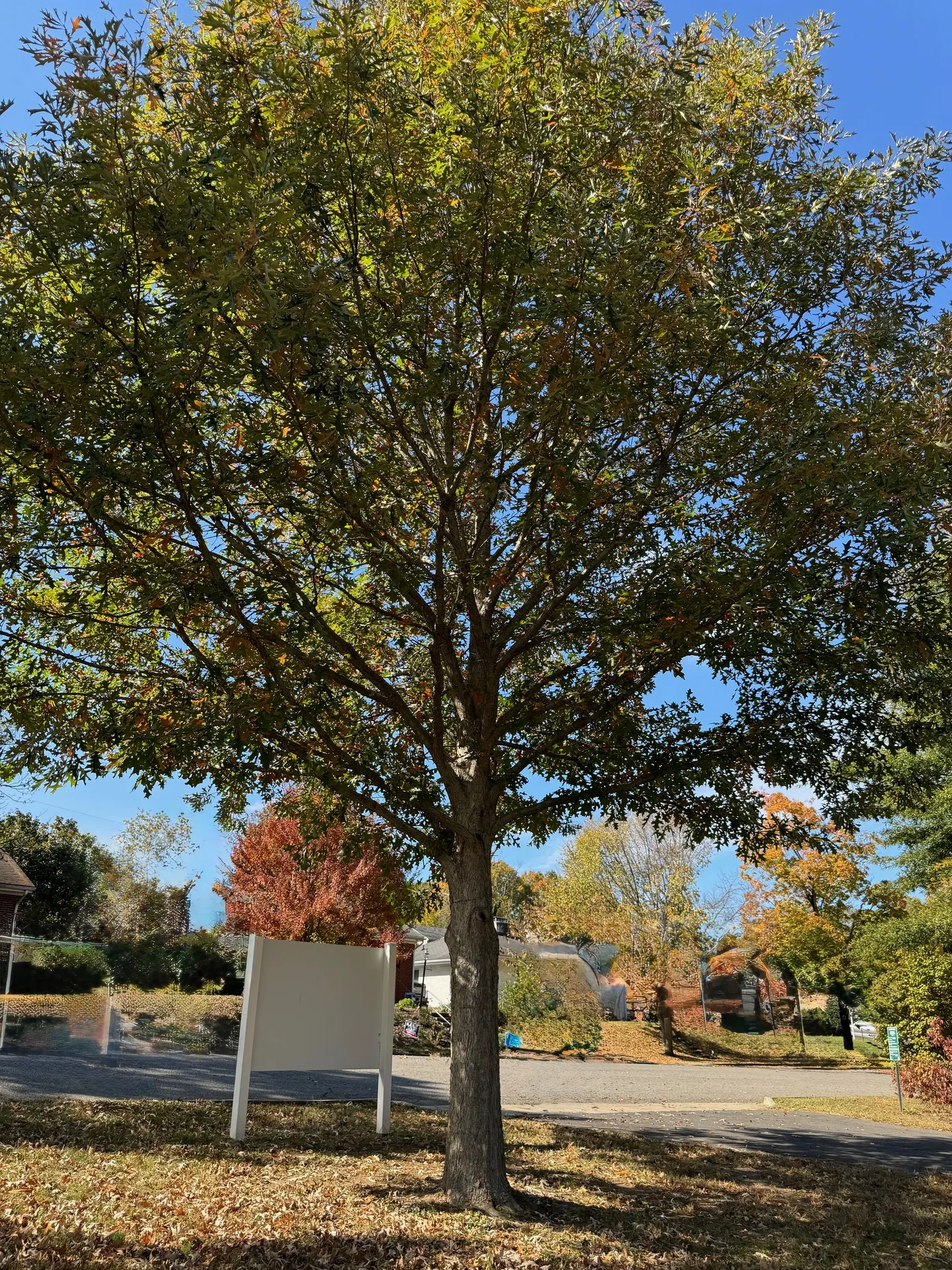 Blue Oak (Quercus Douglasii) — allow plenty of room for growth to avoid crowding; the Blue Oak gets its name from the bluish tinge of its leathery