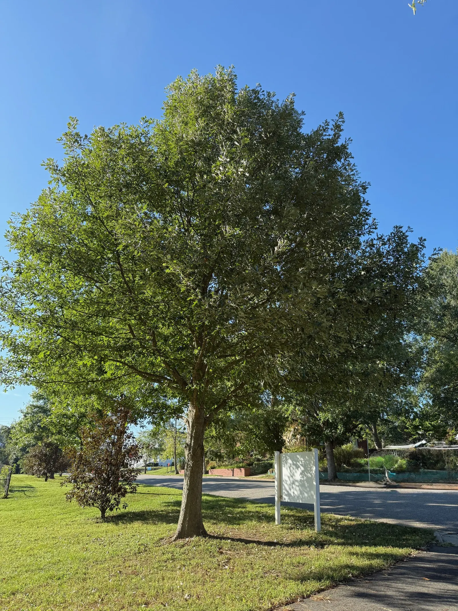 Blue Oak (Quercus Douglasii) — Drought-tolerant once established; tree for full, image 54