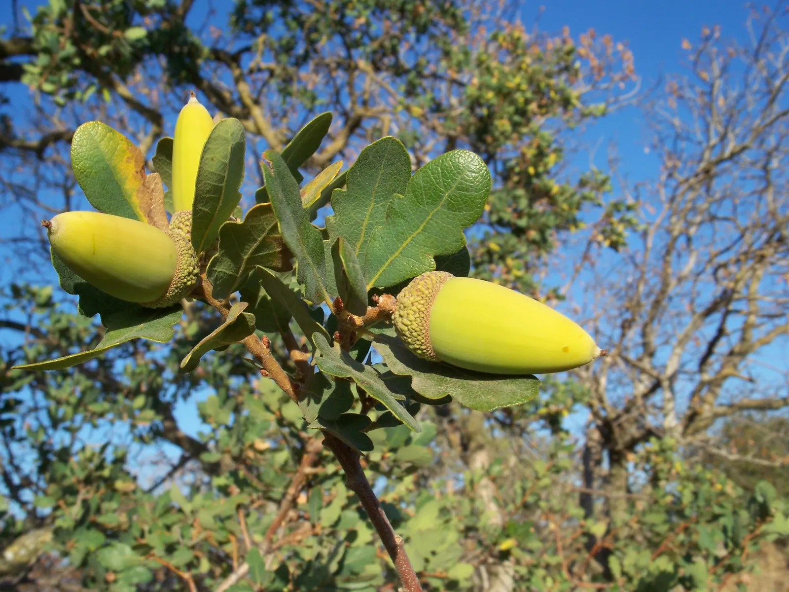 Blue Oak (Quercus Douglasii) — reducing the necessity for frequent irrigation.<br><br>When incorporating this tree into a design