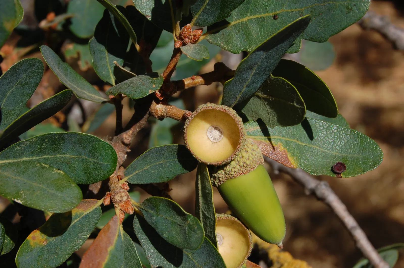 Blue Oak (Quercus Douglasii) — it offers ample shade in spacious garden designs.<br><br>Notably