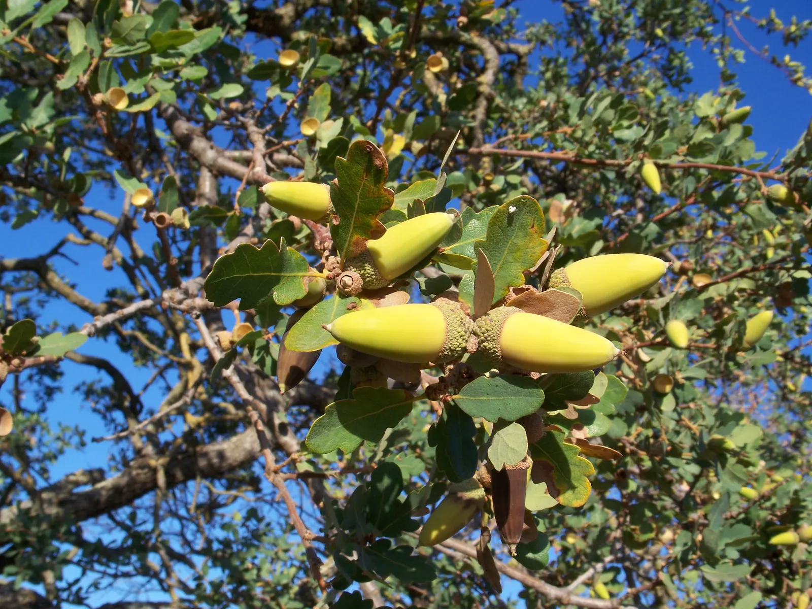 Blue Oak (Quercus Douglasii) — Quercus douglasii, the Blue Oak, is a deciduous tree native to California's coastal ranges; drought-tolerant once established