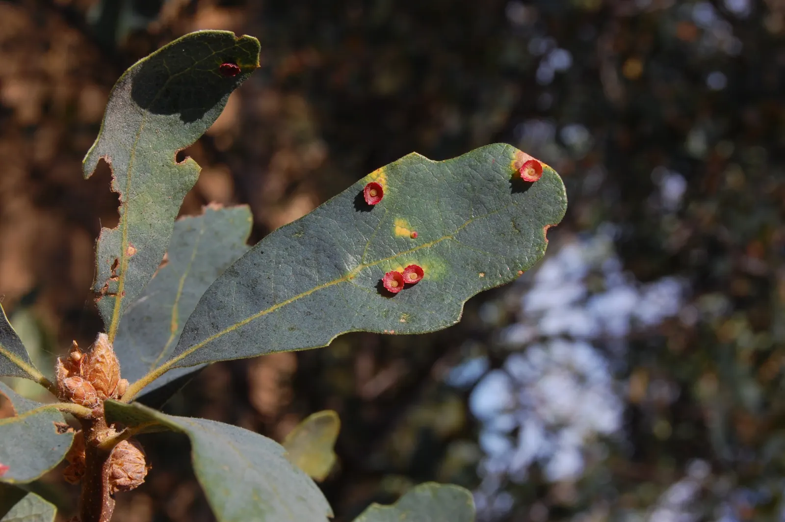 Blue Oak (Quercus Douglasii) — it's a low-maintenance choice for naturalistic designs
