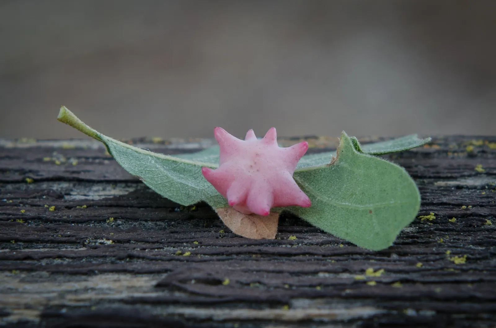 Blue Oak (Quercus Douglasii) — Renowned for its bluish-gray leaves, this hardy oak thrives in dry, rocky soils, reaching 20-50 feet in height; it, image 52