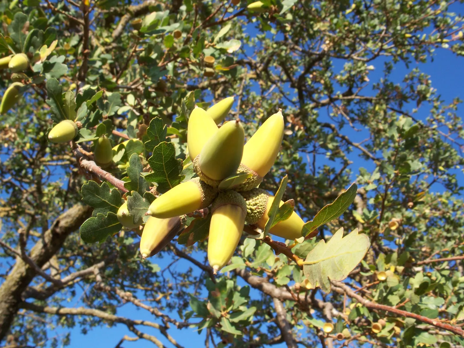 Blue Oak (Quercus Douglasii) — Its canopy spreads 30-50 feet, providing dense shade and habitat value; making it ideal for Mediterranean or drought-prone