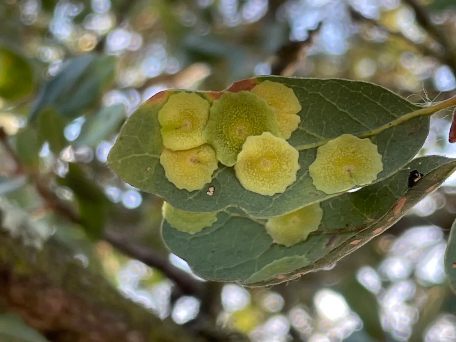 Blue Oak (Quercus Douglasii) — Quercus douglasii, the Blue Oak, is a deciduous tree native to California's coastal ranges