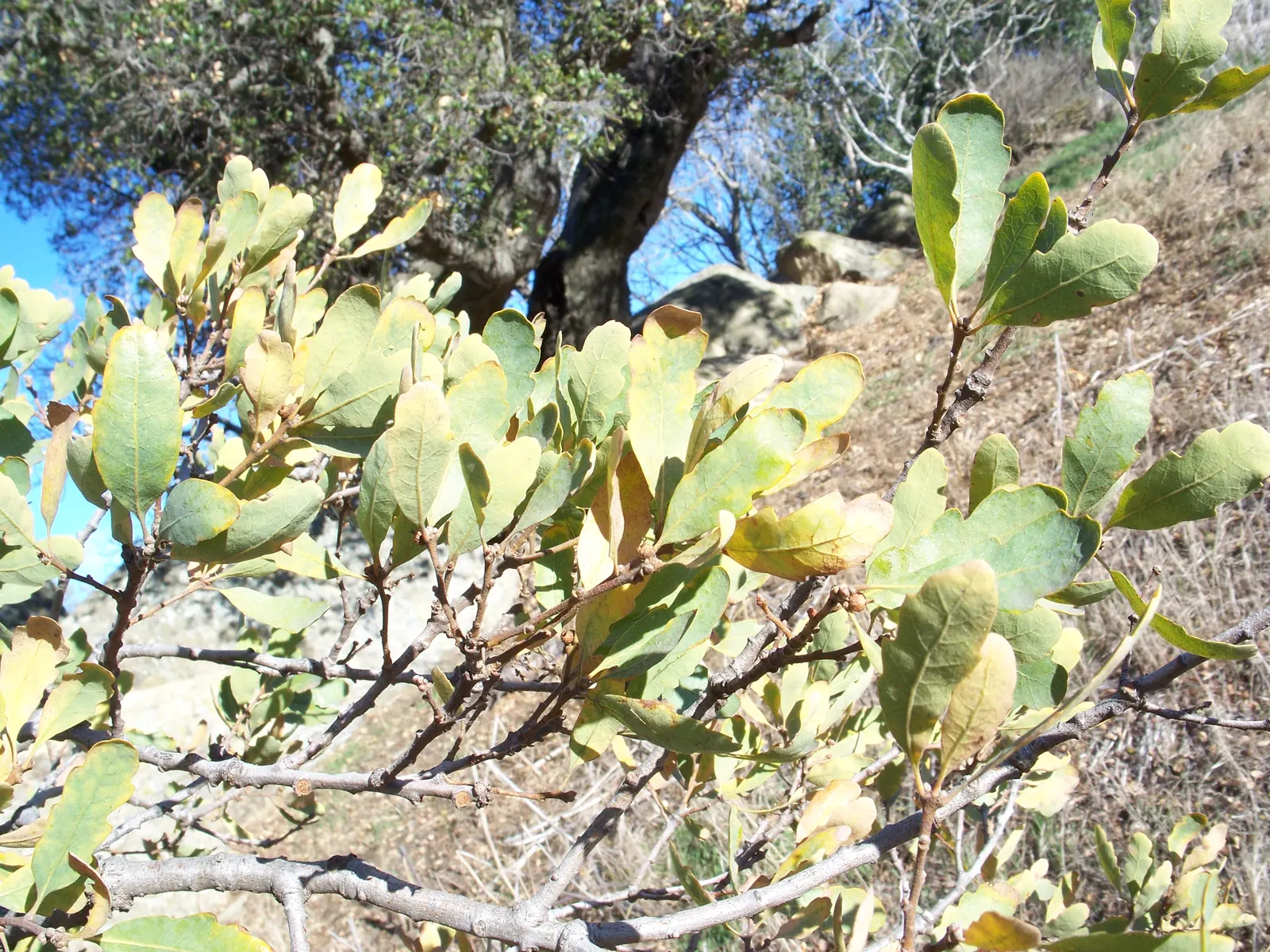 Blue Oak (Quercus Douglasii) — commonly known as the Blue Oak; which provide food for local wildlife