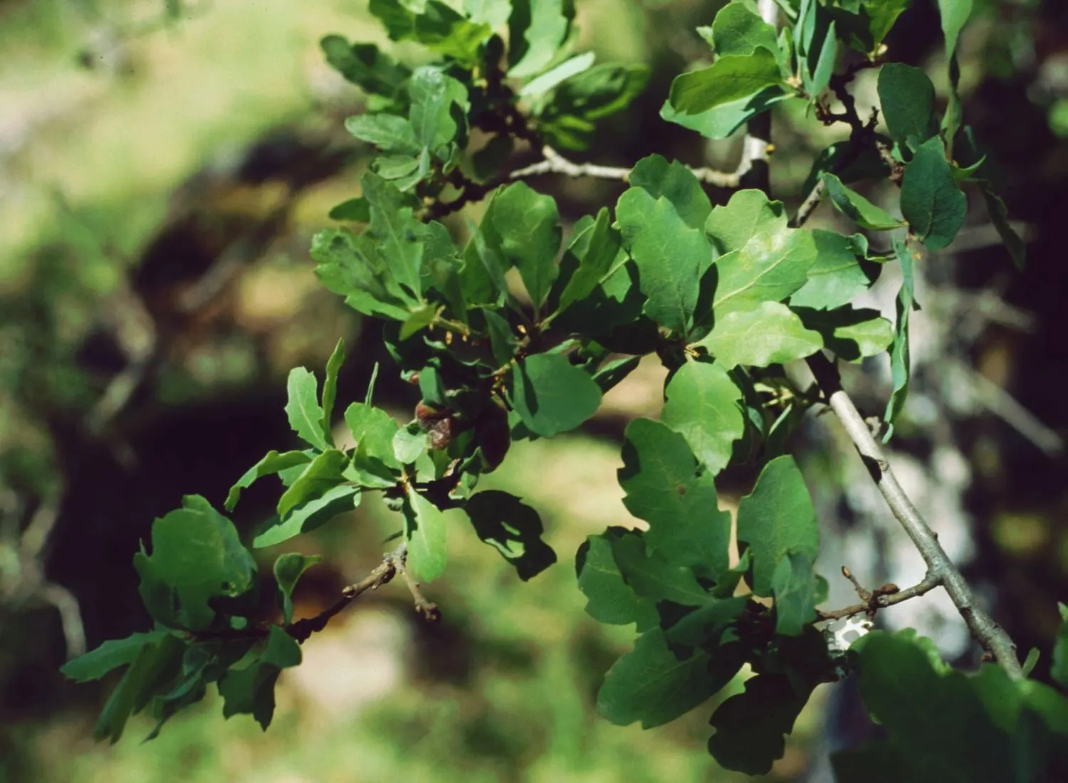 Blue Oak (Quercus Douglasii) — offering stunning fall color and acorns for local wildlife in USDA zones 7-9