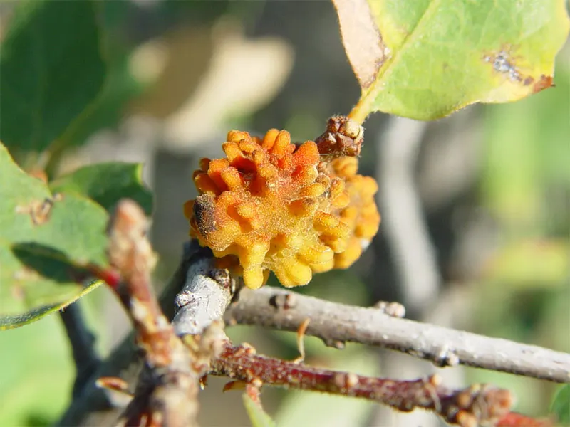 Blue Oak (Quercus Douglasii) — it's a low-maintenance choice for naturalistic designs; commonly known as the Blue Oak