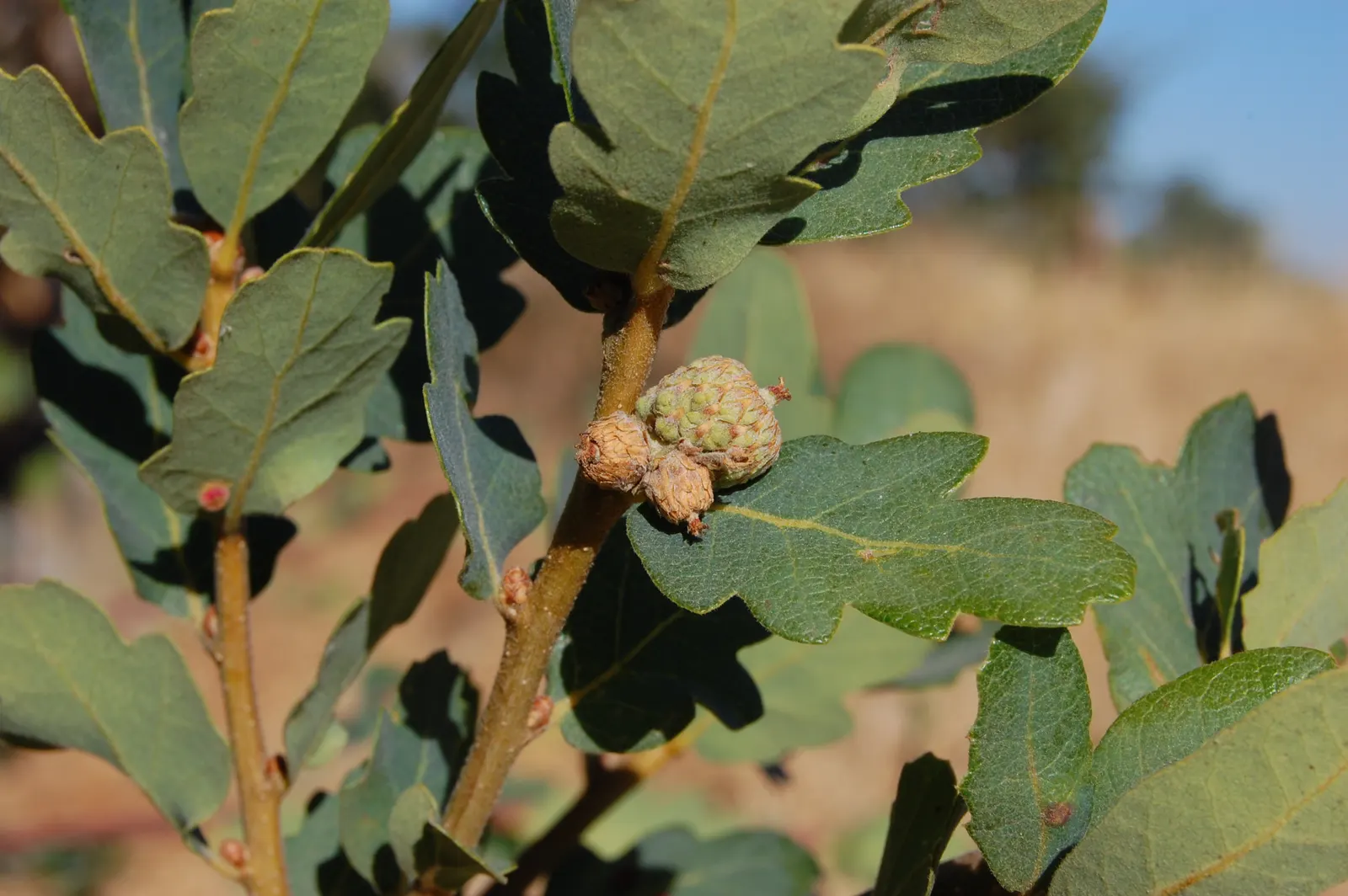 Blue Oak (Quercus Douglasii) — tree for full