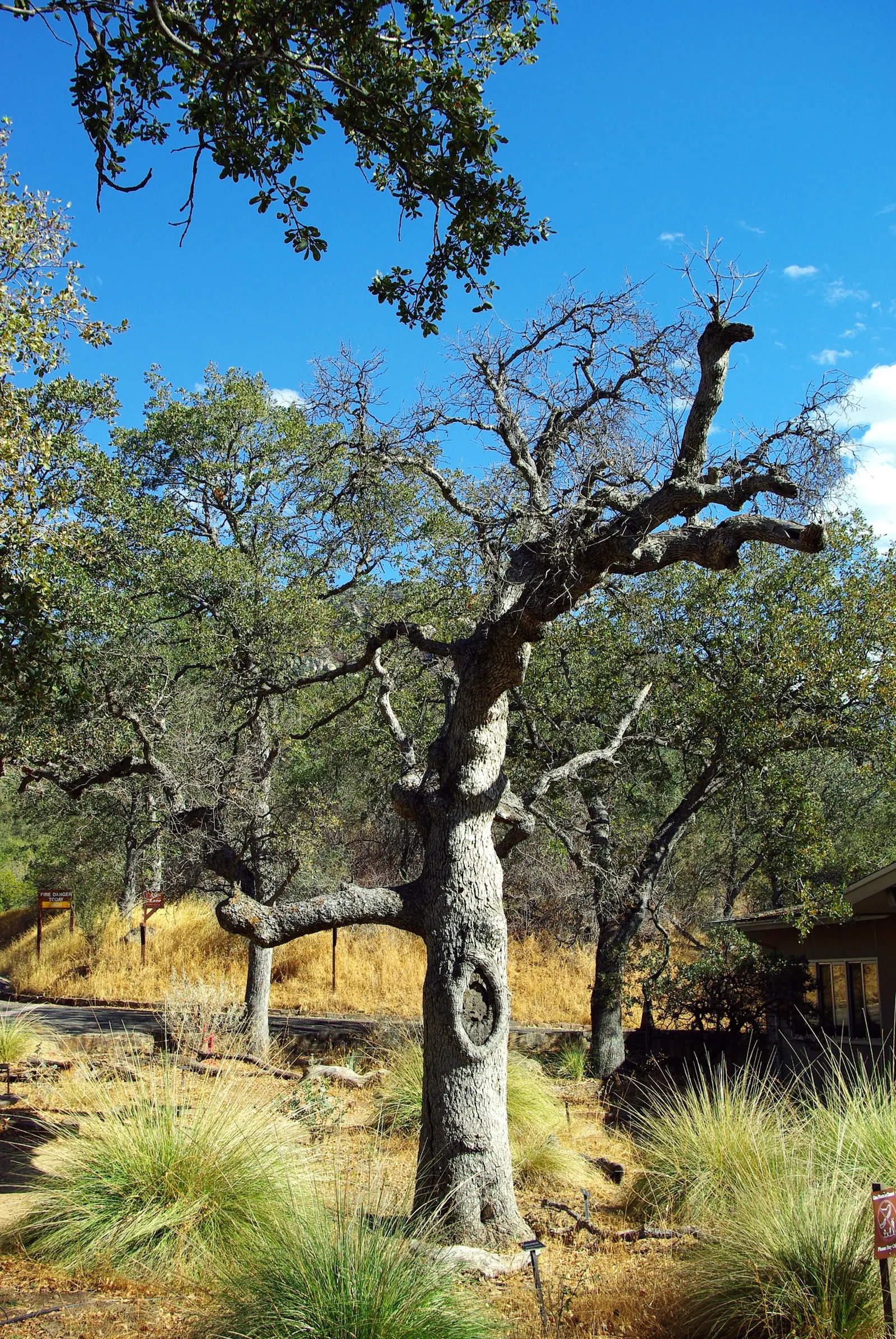 Blue Oak (Quercus Douglasii) — Renowned for its bluish-gray leaves, this hardy oak thrives in dry, rocky soils, reaching 20-50 feet in height