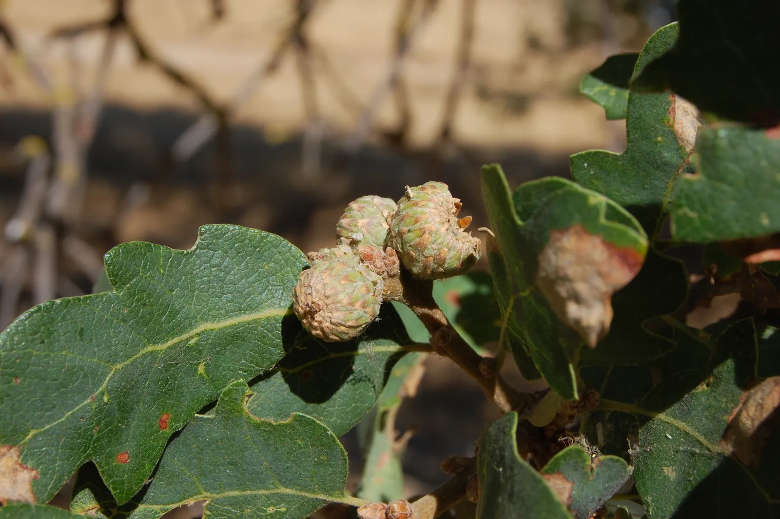 Blue Oak (Quercus Douglasii) — This deciduous oak is native to California and known for its adaptability and striking appearance; typically growing to heights